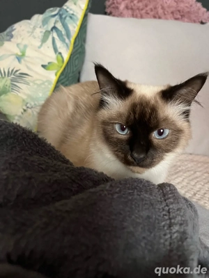 Heilige Birma Mädchen sucht neues Zuhause 