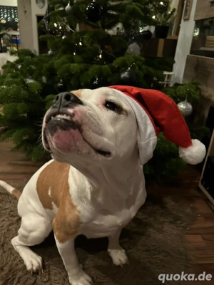 Old english Bulldog Hündin ( Oeb)  abzugeben  Bild 3