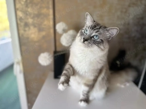 Ragdoll Deckkater  Bild 3