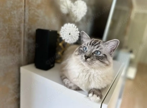 Ragdoll Deckkater  Bild 5