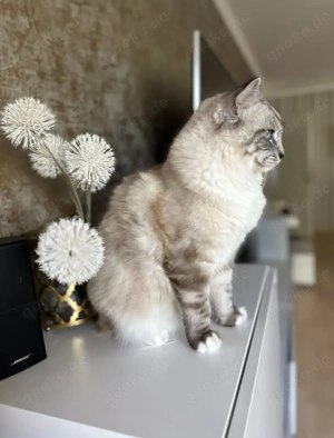 Ragdoll Deckkater  Bild 6