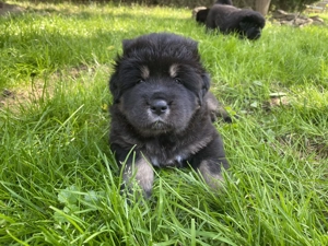 Reinrassige Do Khyi Welpen, Herdenschutzhund , Tibetmastiff ab 28 September
