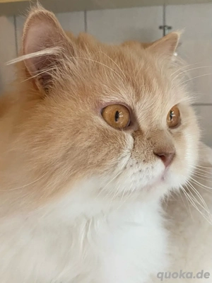 BKH BLH Deckkater in creme white mit Stammbaum BG b Bild 6