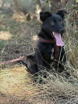 Süßer Jungspund sucht liebevolles Zuhause  Bild 5