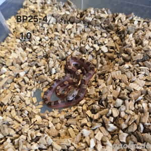 Bloodred Pied Sided Kornnattern