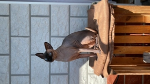 Sphynx-Kater Karlo sucht dich!