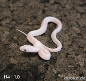 Blood Palmetto, Palmetto, Wild het Palmetto  Bild 4