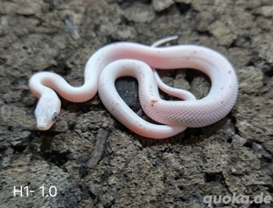 Blood Palmetto, Palmetto, Wild het Palmetto  Bild 3