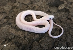 Blood Palmetto, Palmetto, Wild het Palmetto  Bild 2