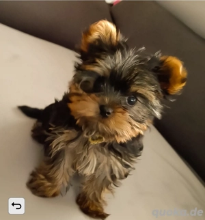 YorkshireTerrier mini