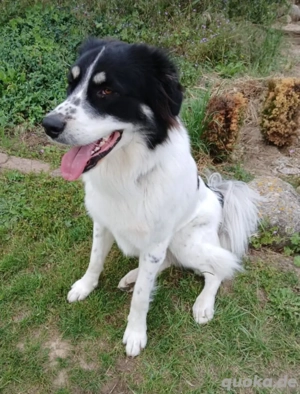 Rohdiamant Sealy sucht liebevolle Rassekenner