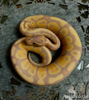 Königspython aus Terrarium Exo Terra 90x45x45, Weibchen (2024), Genetik: Banana, 100 % het Clown, Ge