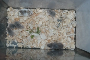 junge Roborowski Zwerghamster in verschiedenen Farben abzugeben