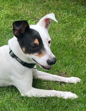 Spanischer Terrier sucht neues Zuhause