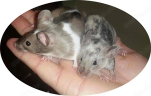 Farbmäuse ( Showtyp ) 