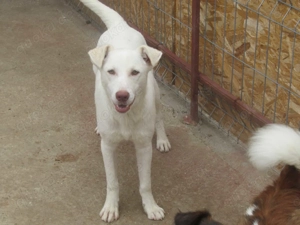 Shiro ca. 46 cm   Der Charmeur Bild 4