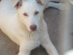 Shiro ca. 46 cm   Der Charmeur Bild 9