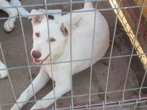 Shiro ca. 46 cm   Der Charmeur Bild 3