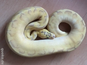 0,1 Superenchi Pastel Banana Leopard pos Yb