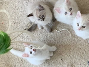 Wunderschöne Türkisch Angora Kitten mit Neva Masquarade - Ragdoll Mix
