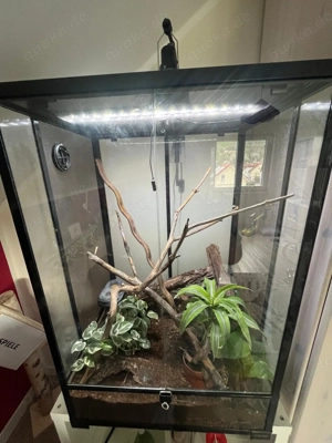Abgabe Kronengecko, männlich, 2 Jahre alt mit Glas-Terrarium & weiterem Zubehör Bild 2