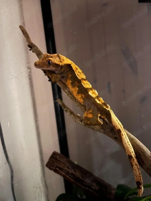 Abgabe Kronengecko, männlich, 2 Jahre alt mit Glas-Terrarium & weiterem Zubehör Bild 1