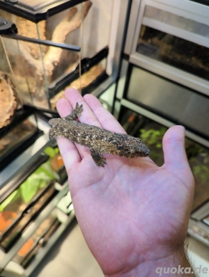 1,0 Rhacodactylus leachianus Bayonnaise Riesengecko