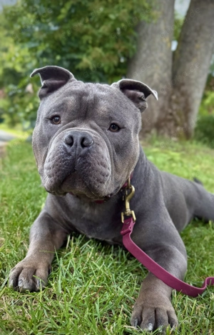 Deckrüde American Bully (Kein Verkauf!)