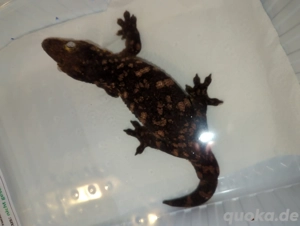 0,1 Rhacodactylus leachianus Pine Island Riesengecko Neukaledonien Bild 2
