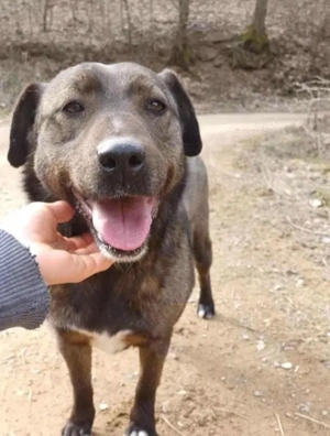 BETTY - hat ihr Herz zu verschenken (wartet in Rumänien)