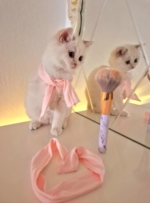 Traumhafte Britisch Kurzhaar Kitten suchen ein liebevolles Zuhause