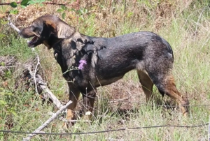 MAYA - tolle Freizeitpartnerin sucht ihr Glück (wartet in Rumänien) Bild 2