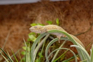 Eurydactylodes agricolae DNZ