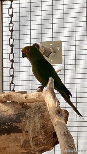 Goldscheitel - Aratinga auricapilla