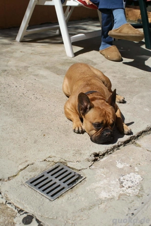 Biete Hundebetreuung auf Minijob Basis  Bild 4