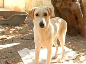 Mischlingsrüde Lobo sucht Zuhause