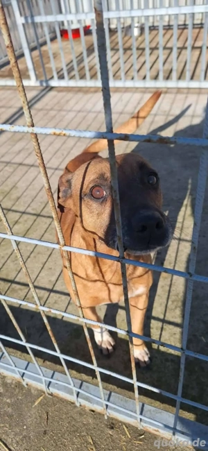 Karcsika sucht sein körbchen  