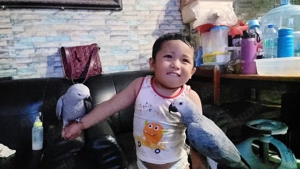 Männliche und weibliche Graupapageien