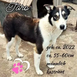 Taro - freundlich, sensibel und verträglich