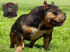  Traumhafter American Bully Pocket Welpe   Top Qualität aus liebevoller Zucht!  Bild 2
