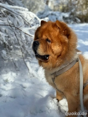    Deckrüde   Chow-Chow Rüde  Bluto    4 Jahre alt   