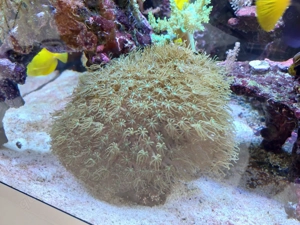 Ableger Röhrenkoralle grün zu verschenken meerwasser