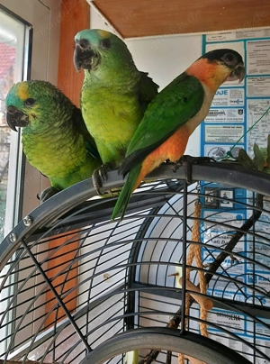 Biete superzahme Blaustirnamazonen und Grünzügelpapageien