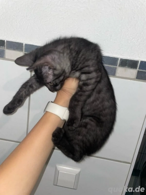 Ich verkaufe ein süßes Kätzchen