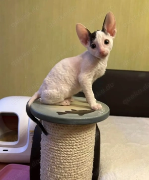süßes und entzückendes weibliches Cornish Rex