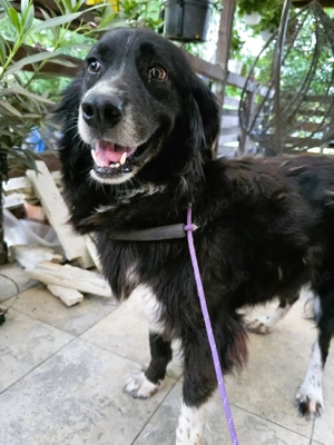 Teddy   ist nicht nur ein Knuddelbär