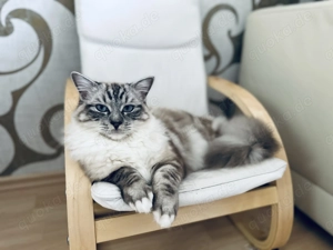 Ragdoll Deckkater  Bild 4