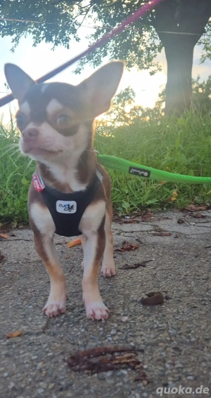 Chihuahua, Mini, Ahnentafel, Rüde,  8 Monate jung,  Ahnentafel,  EU Ausweis,  vollständig geimpft us Bild 2