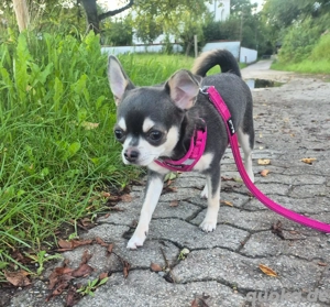 Chihuahua, Hündin,  9 Monate,  Ahnentafel,  vollständig geimpft,  EU Ausweis usw... Bild 4