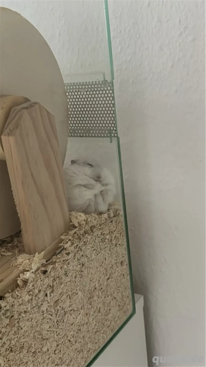 Dsungarischer Zwerghamster